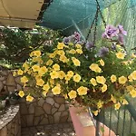 Anica Apartman Risika