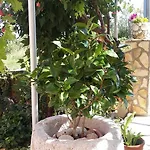 Apartman Anica *